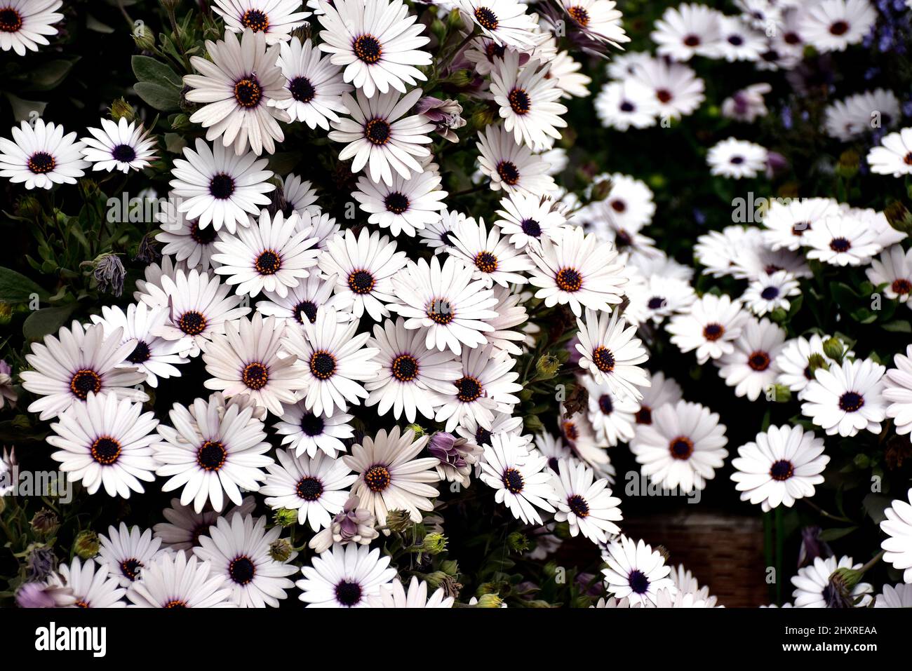 Nahaufnahme einer großen Gruppe von weißen Gänseblümchen-ähnlichen Blumen in einem Garten mit purpurem und orangefarbenem Zentrum Stockfoto