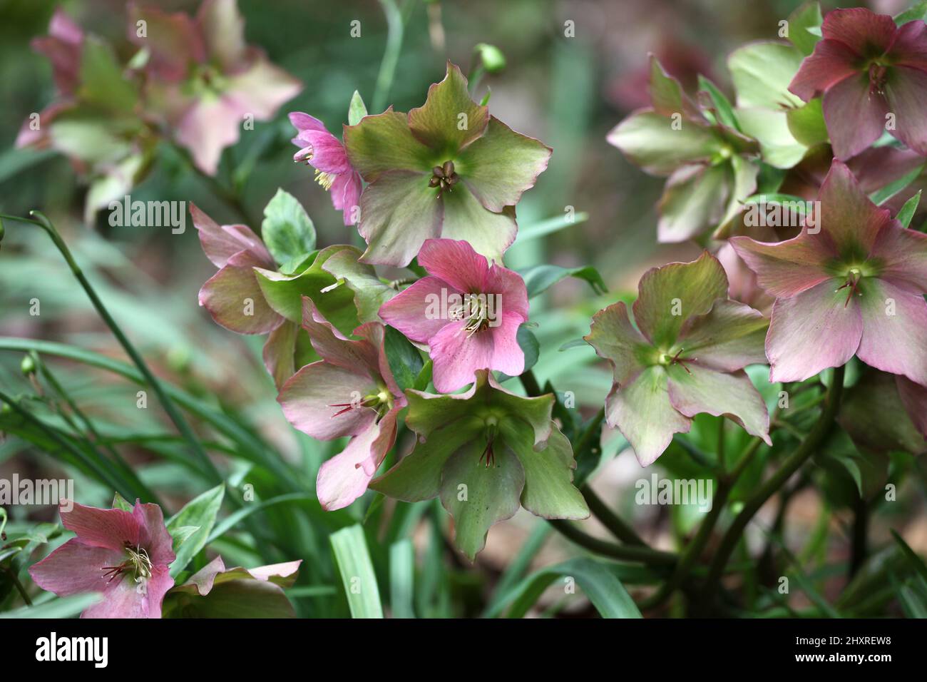 Die verblassenden Blüten der RosemaryÕ von Helleborus ÔWalberton Stockfoto