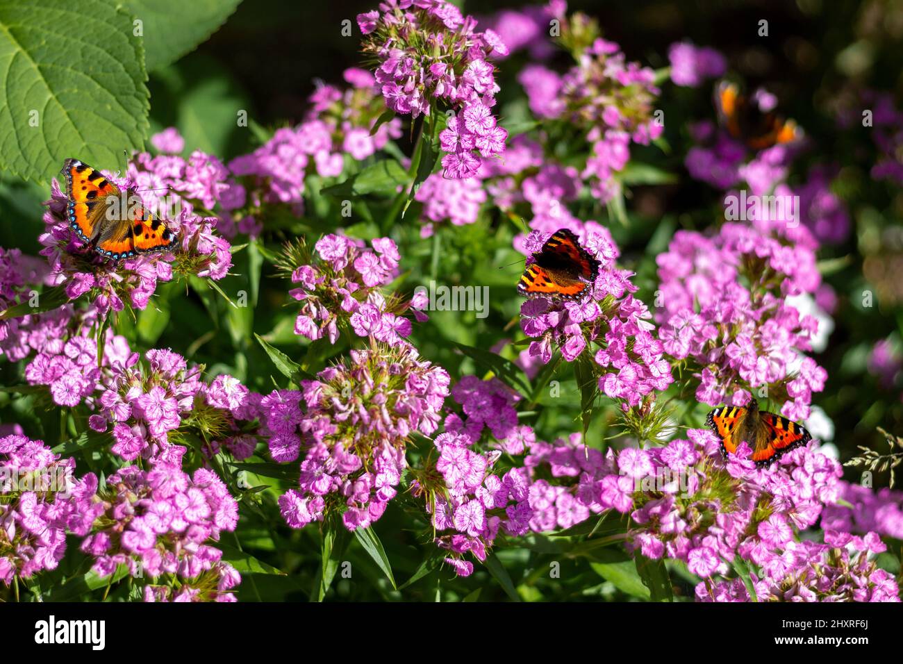 Drei Schmetterlinge auf rosa Blüten im Garten sammeln an einem sonnigen Sommertag Pollen Stockfoto