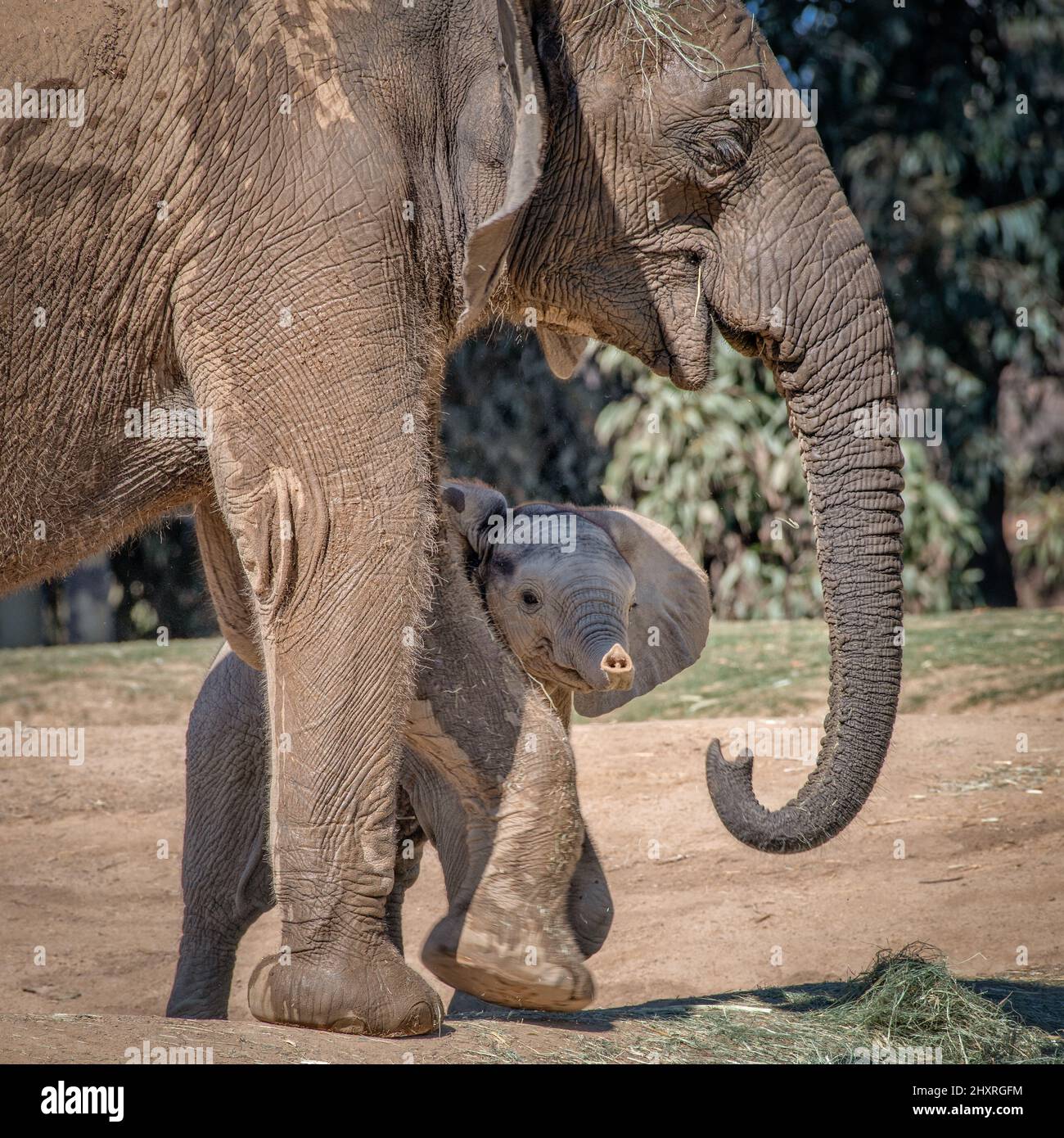 Junger Elefant, der sich an einem sonnigen Tag im Schatten seiner Mutter versteckt Stockfoto