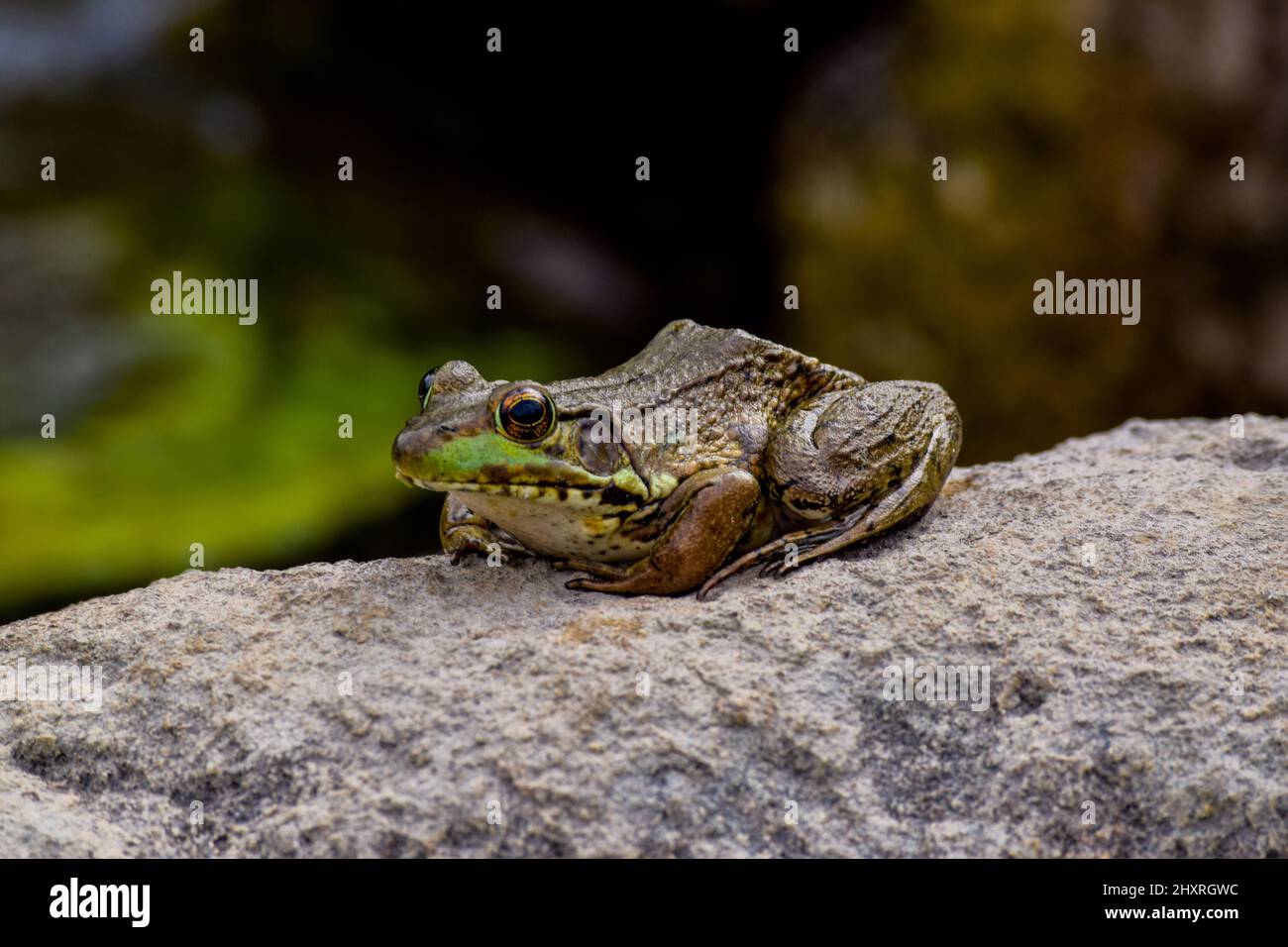 Herr Frog Stockfoto