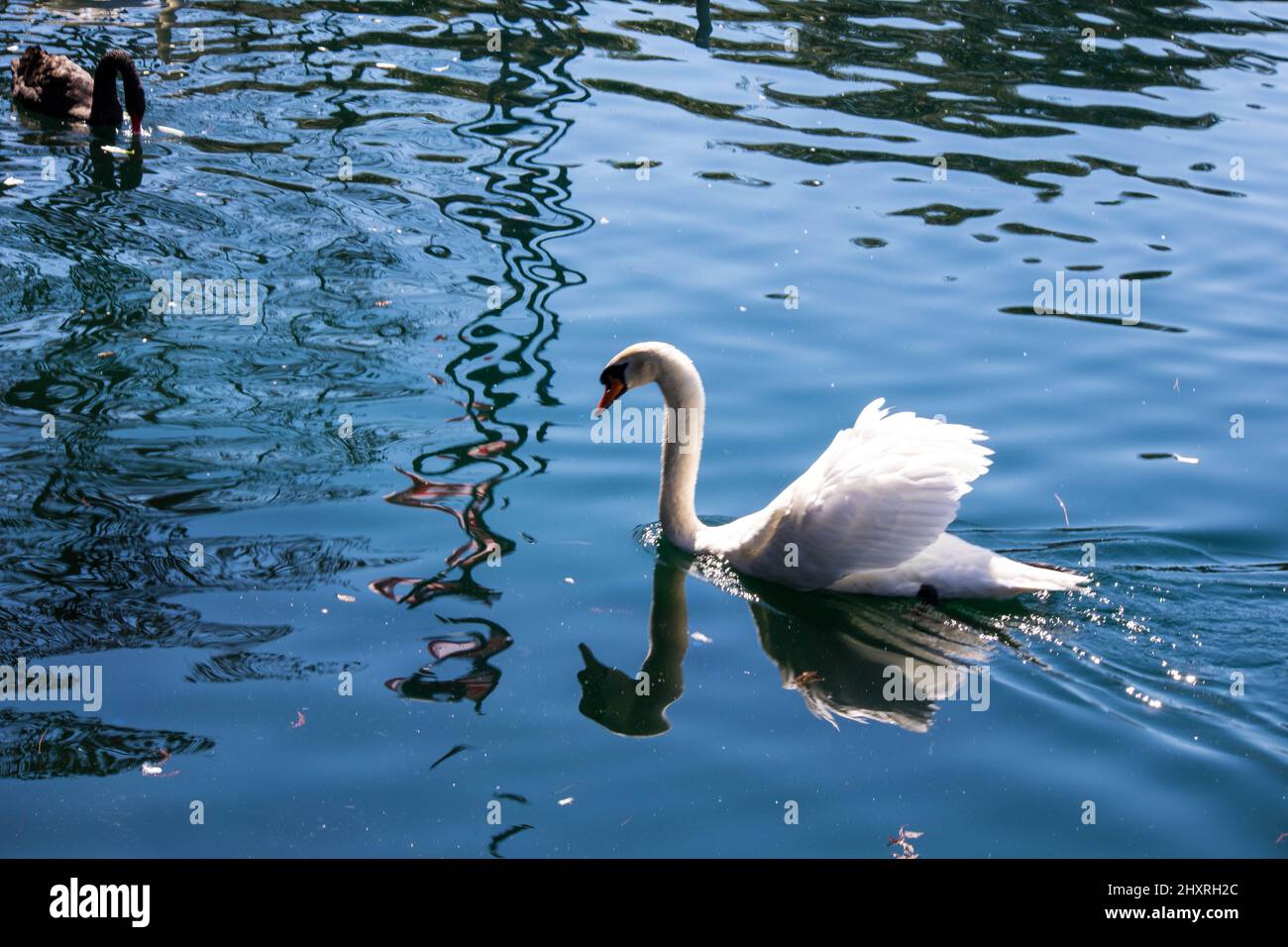 Wunderschöne weiße und schwarze Schwäne am Lake Eola in Orlando Stockfoto
