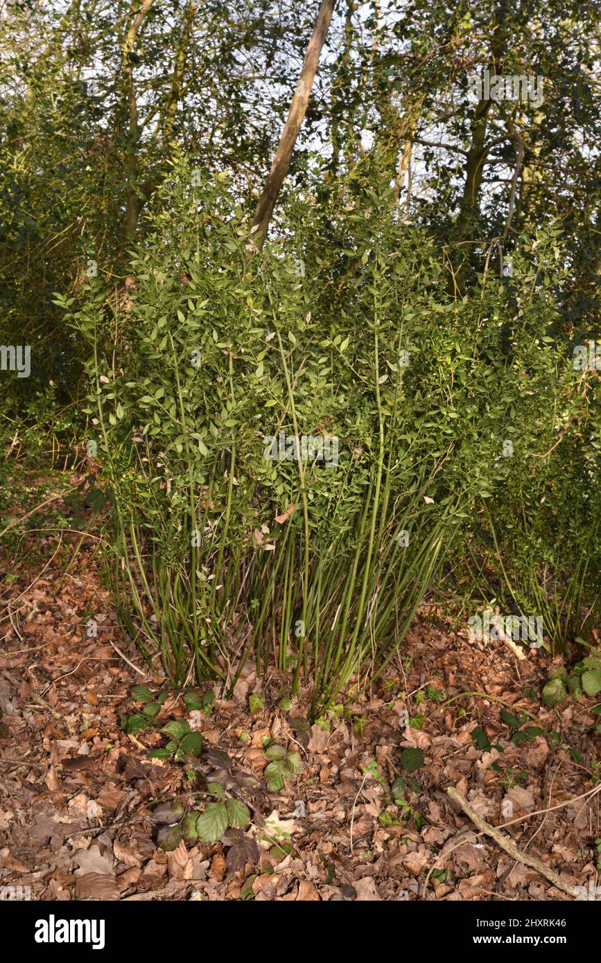 Metzgerbesen - Ruscus aculeatus Stockfoto