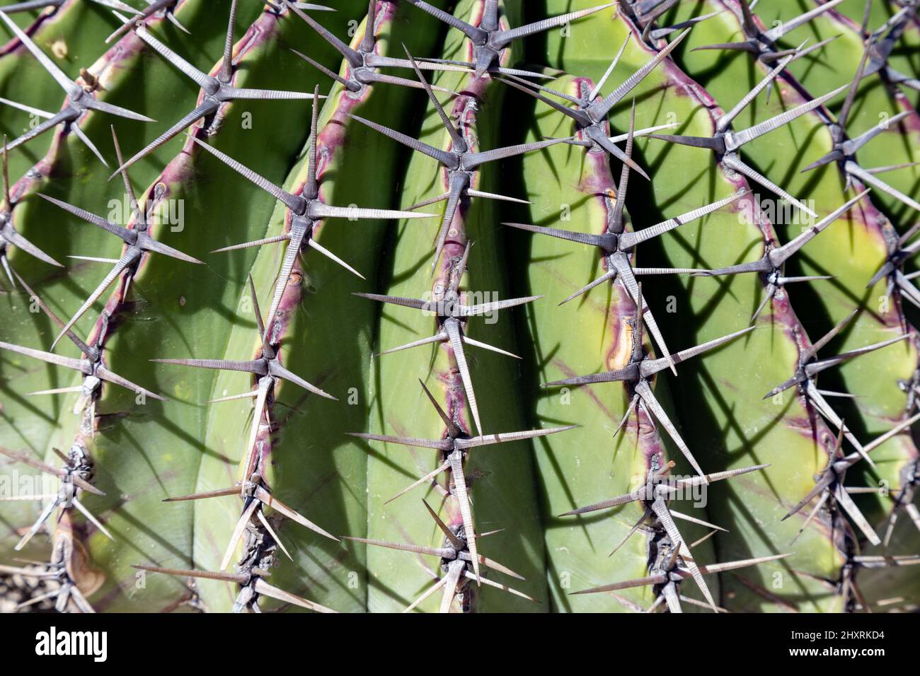 Nahaufnahme eines exotischen grünen Kaktus in Mexiko Stockfoto