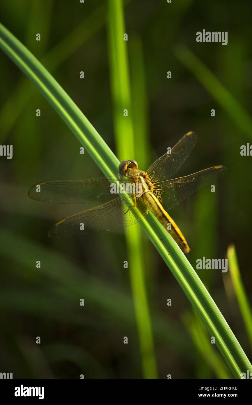 Im Sommerabend sitzt eine gelbe Libelle auf Gras Stockfoto