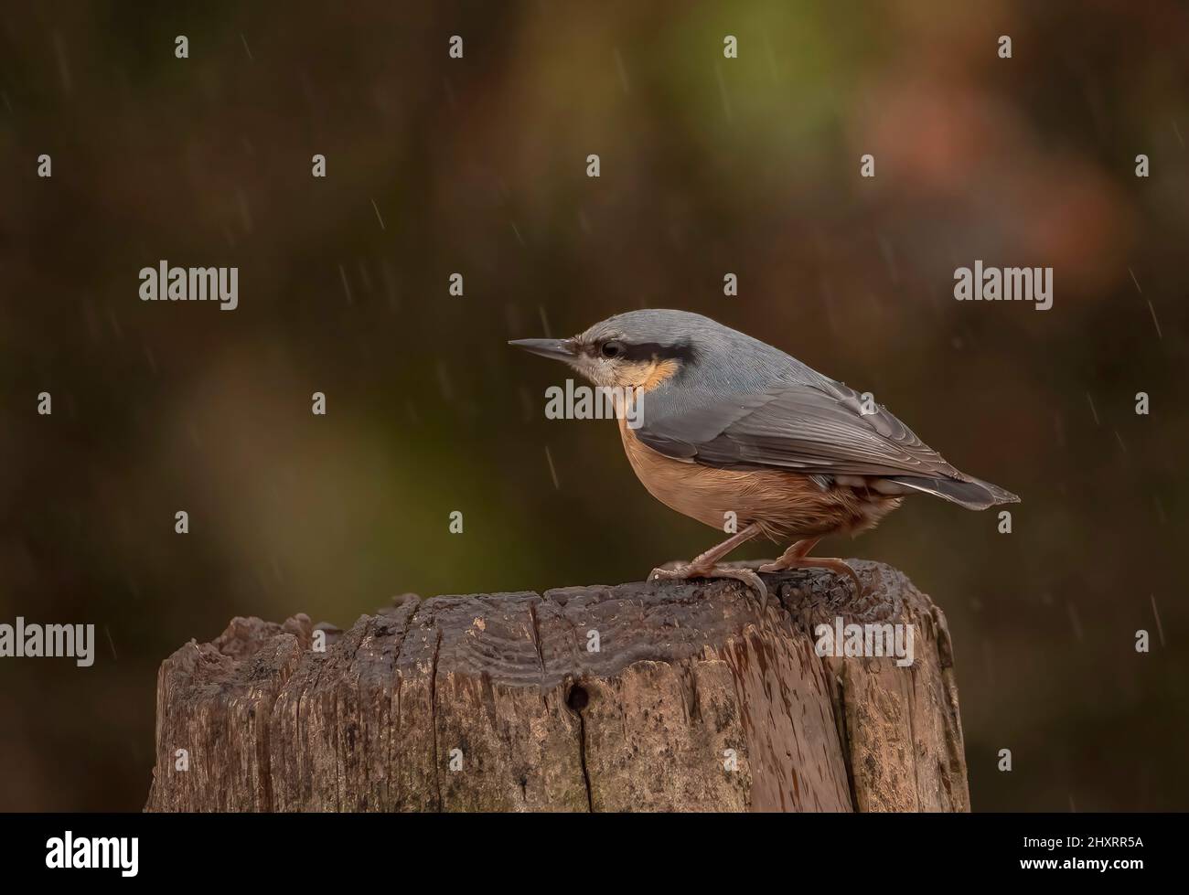 Eurasische Kleiber Stockfoto