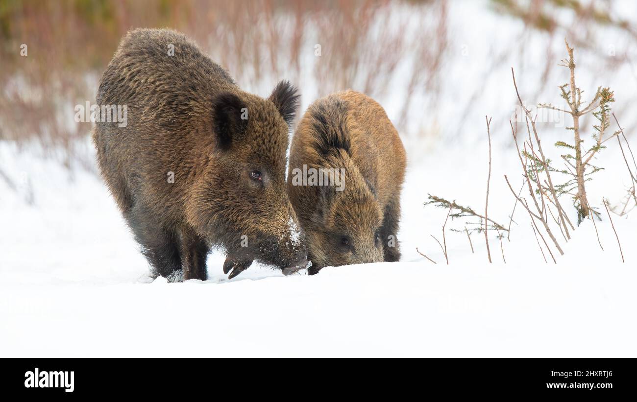 Zwei Wildschweine, die sich im Winter auf schneebedeckter Lichtung ernähren Stockfoto