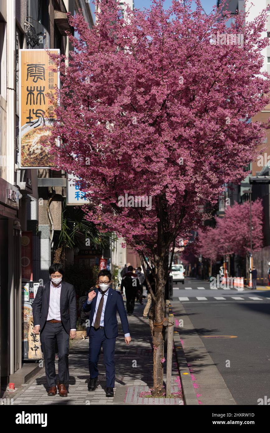Geschäftsleute laufen unter blühenden SakuraKirschbäumen in Nihombashi