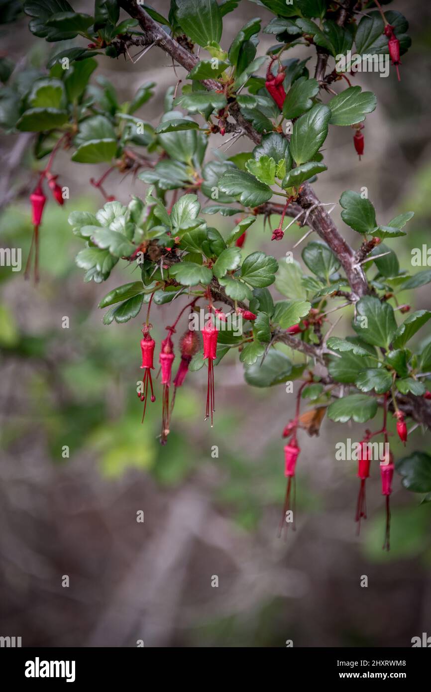 Fuchsia blühende Stachelbeere oder ribes speciosum native kalifornische Wildblumenpflanze in Los Osos in der Nähe von Morro Bay, mit zarten roten Blüten Stockfoto