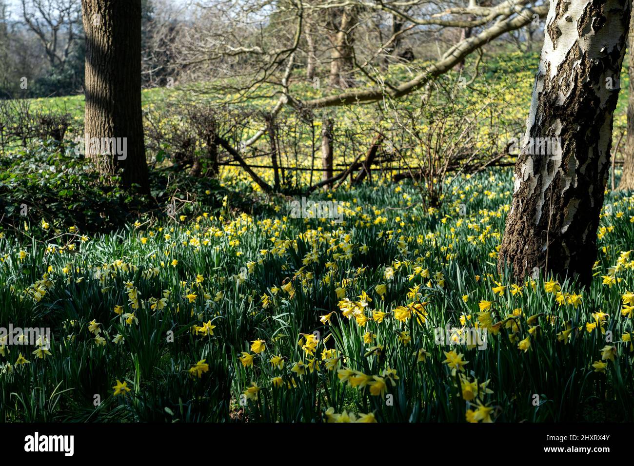 Blühende Frühlingsblumen, darunter ein Meer von Narzissen im Warley Place Warley Nature Reserve in Essex Stockfoto