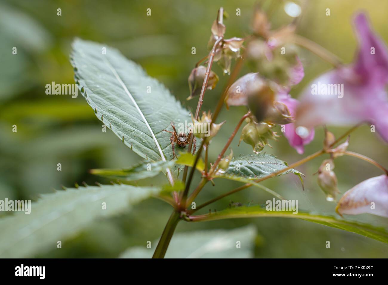 Selektiver Fous einer Impatiens balsamina Stockfoto