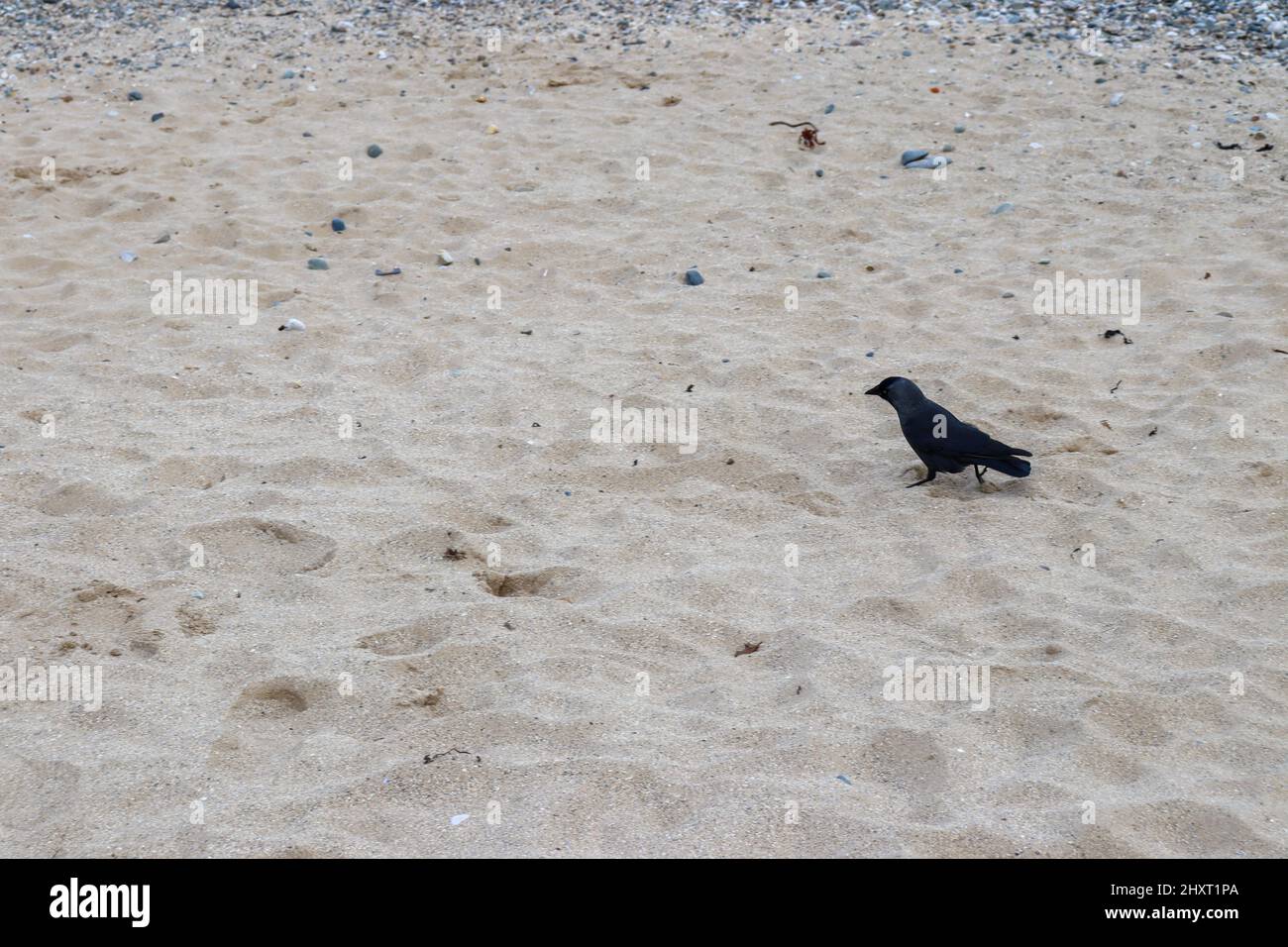 Schwarzer Vogel oder Kakerlak auf dem Sand am Strand Stockfoto