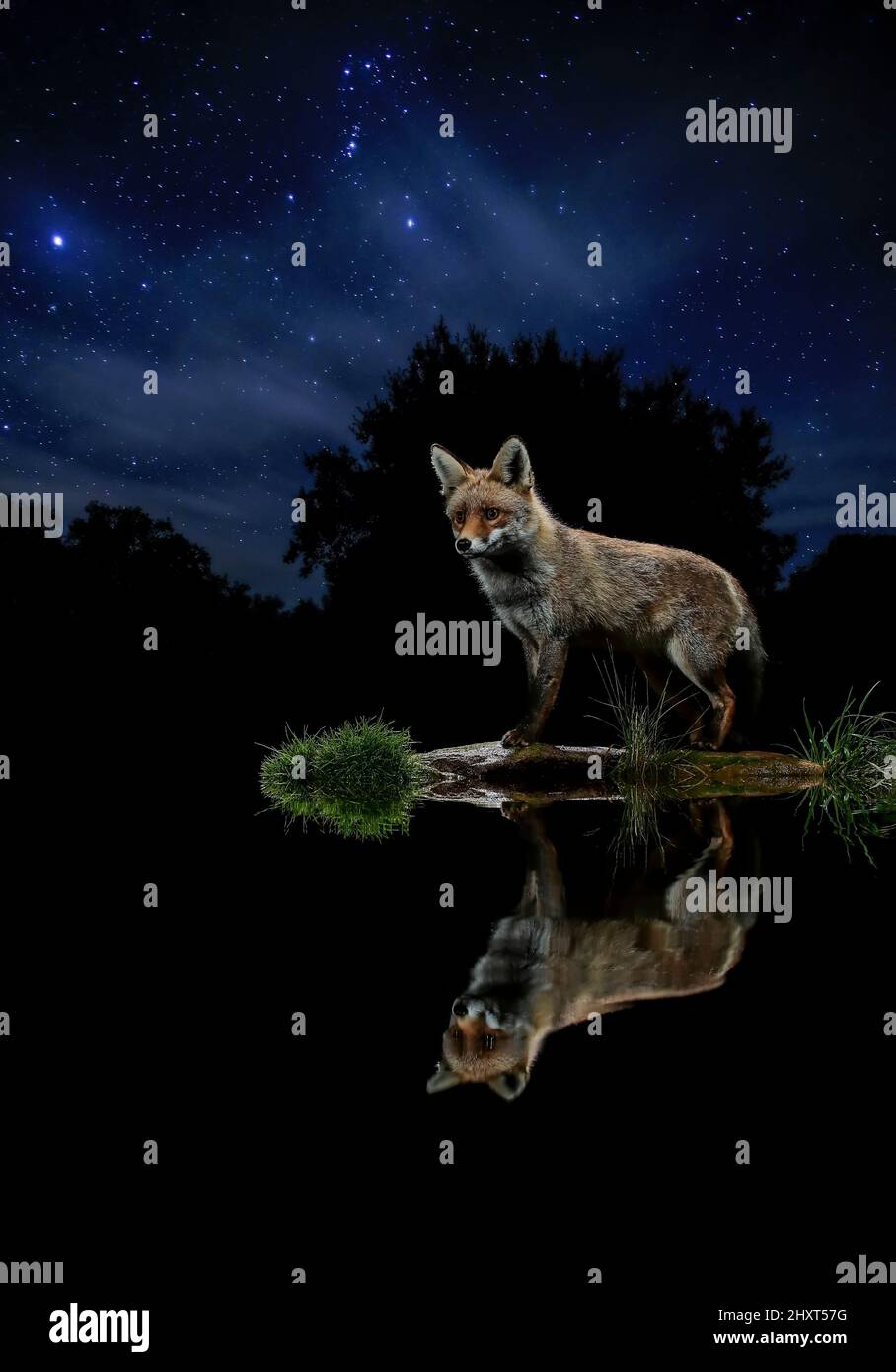 Der Rotfuchs (Vulpes vulpes) spiegelte sich nachts in einer sternenklaren Nacht auf dem Wasser wider Stockfoto