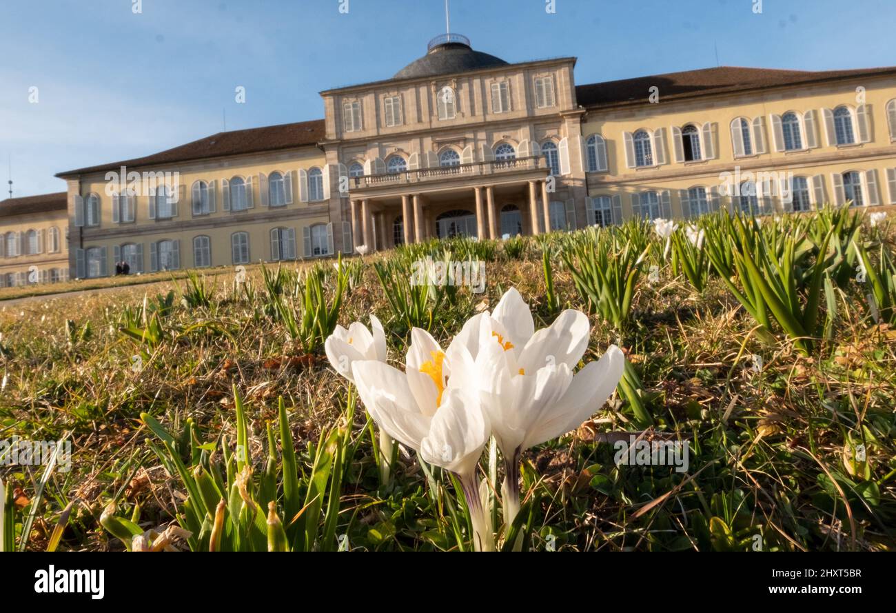 Stuttgart, Deutschland. 14. März 2022. Krokusse befinden sich vor der Burg Hohenheim. Quelle: Bernd Weißbrod/dpa/Alamy Live News Stockfoto