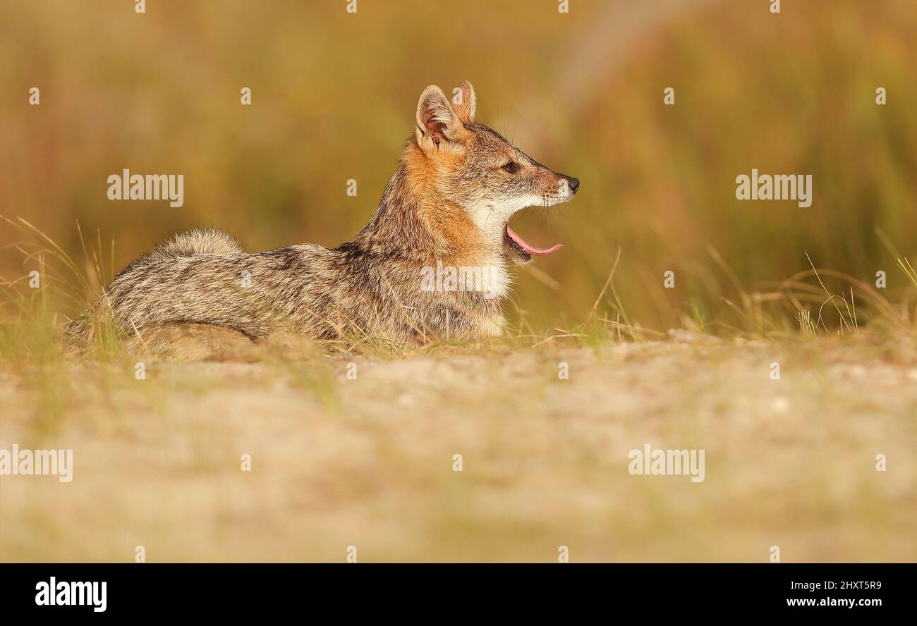 Golden Schakal (Canis aureus), Donaudelta, Rumänien Stockfoto