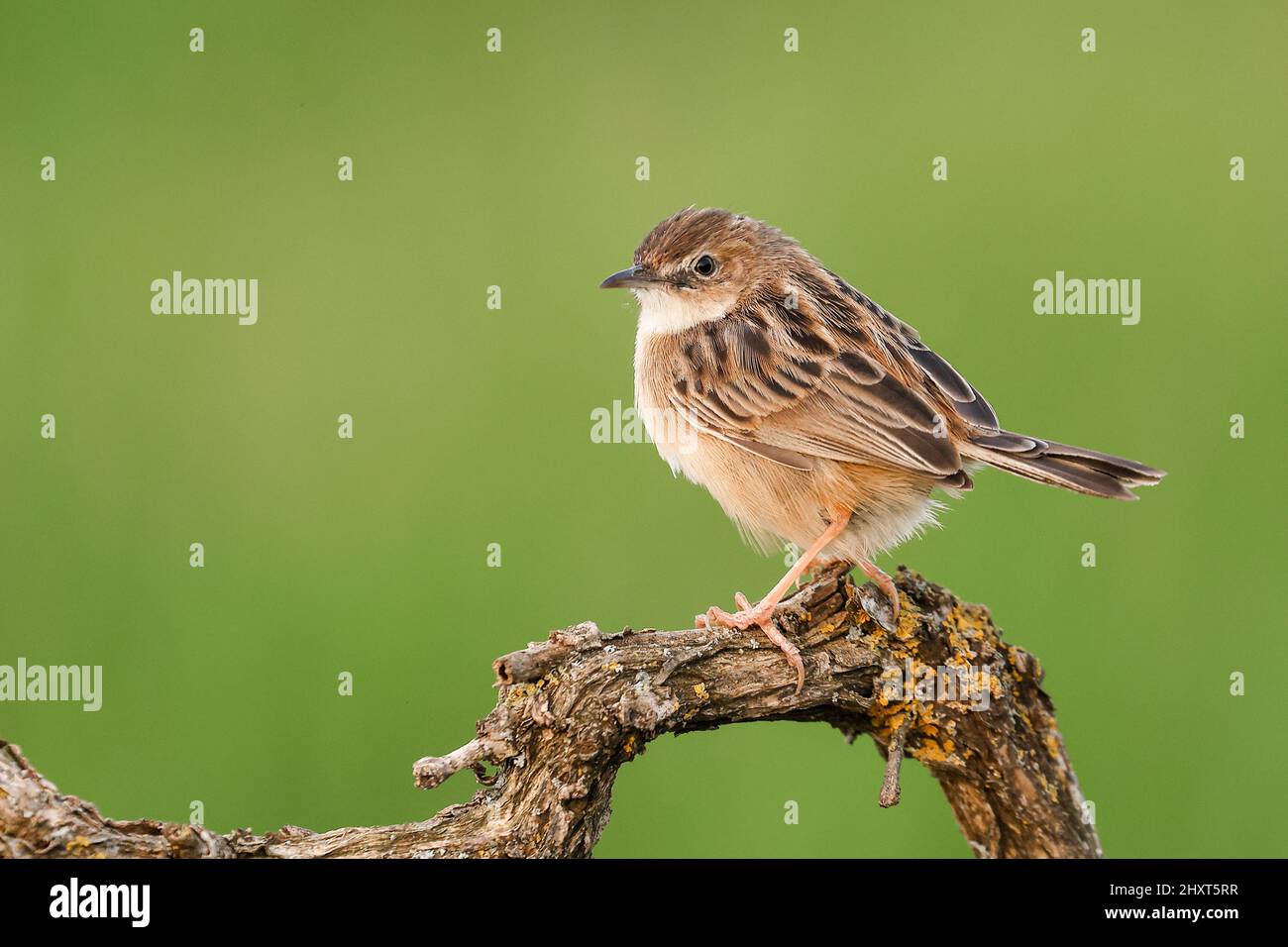 Zitting cisticola (Cisticola juncidis), Salamanca, Castilla y Leon, Spanien Stockfoto