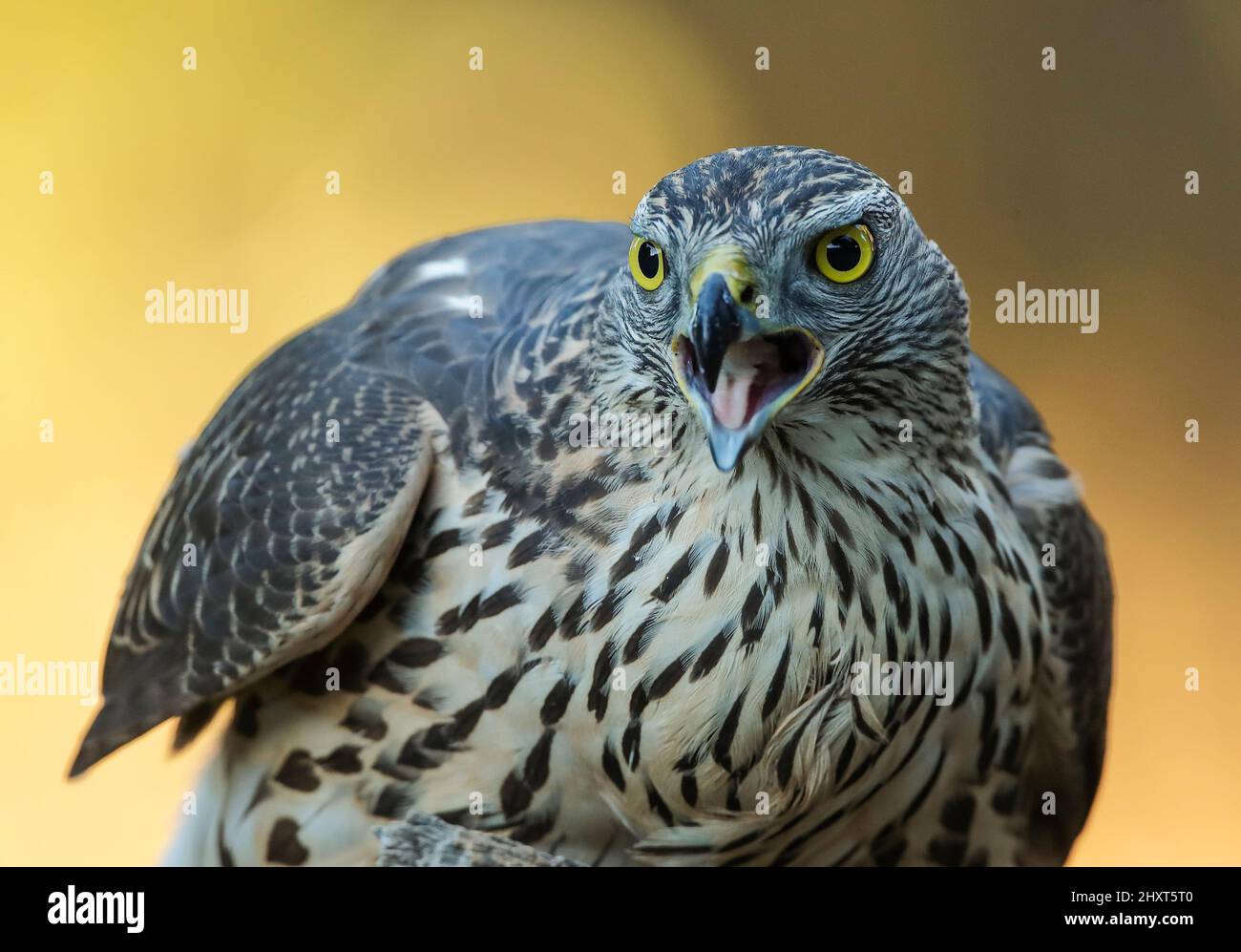 Nördlicher Goshawk (Accipiter gentilis), Salamanca, Castilla y Leon, Spanien Stockfoto