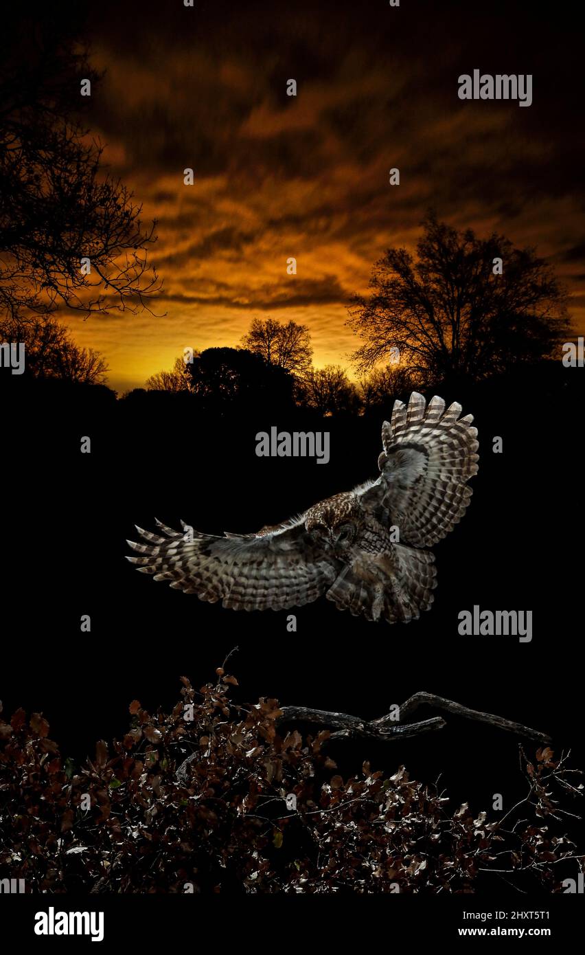 Dramatisches Porträt einer Tawny Owl (Strix aluco), die bei Nacht fliegt, Salamanca, Castilla y Leon, Spanien Stockfoto