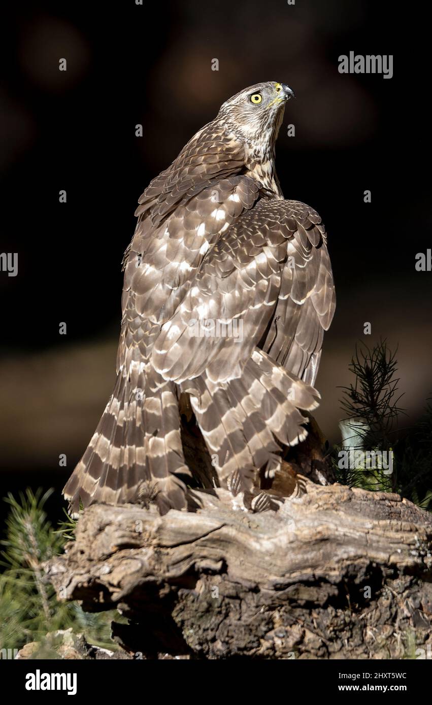 Nördlicher Goshawk (Accipiter gentilis), Salamanca, Castilla y Leon, Spanien Stockfoto
