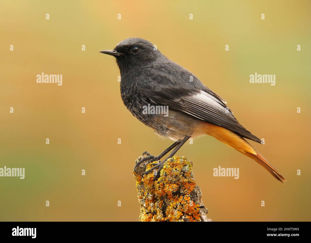 Black Redstart (Phoenicurus ochruros), Salamanca, Castilla y Leon, Spanien Stockfoto