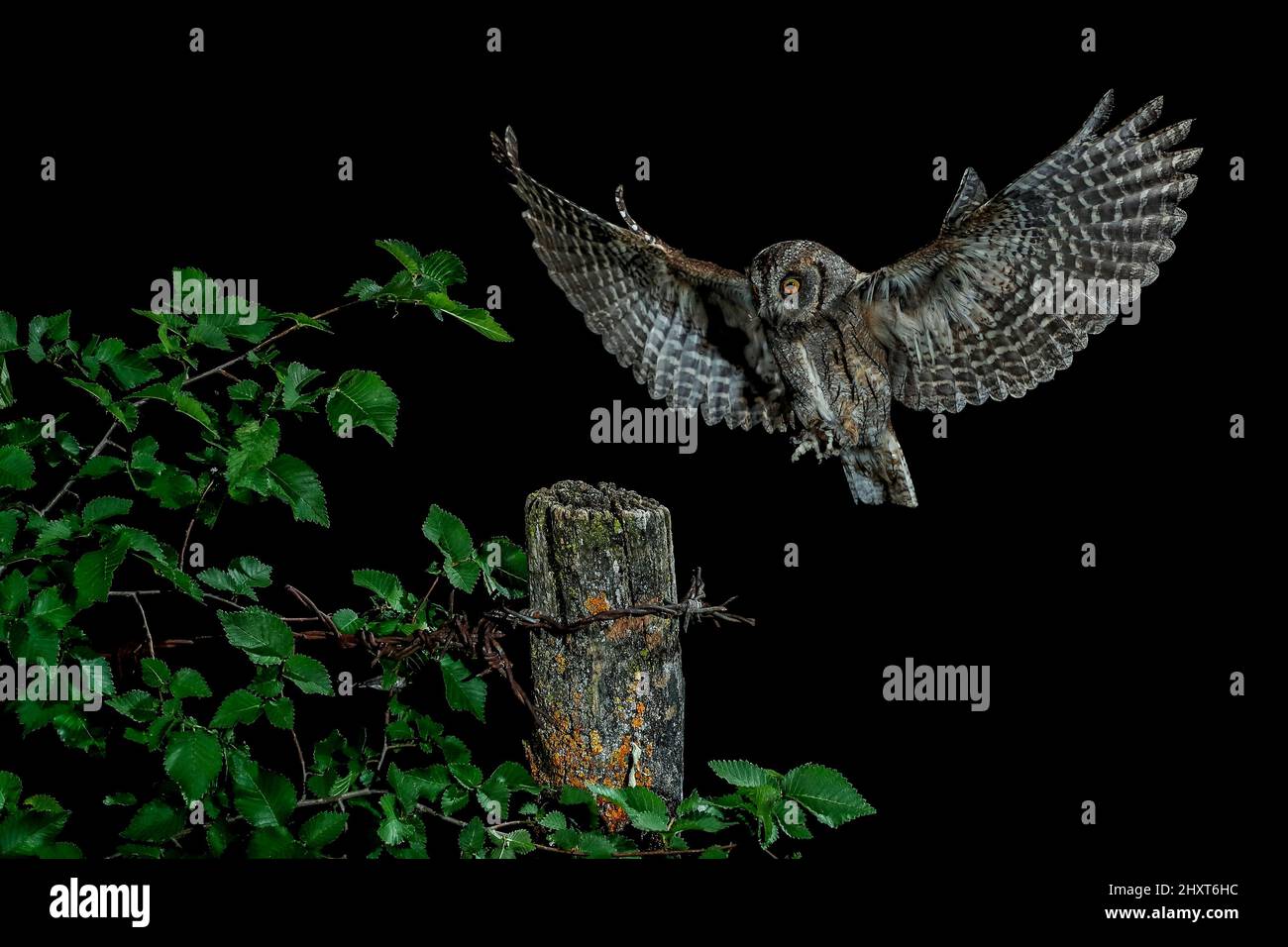 Eurasian Scops Owl (Otus Scops) im Flug bei Nacht, Salamanca, Castilla y Leon, Spanien Stockfoto