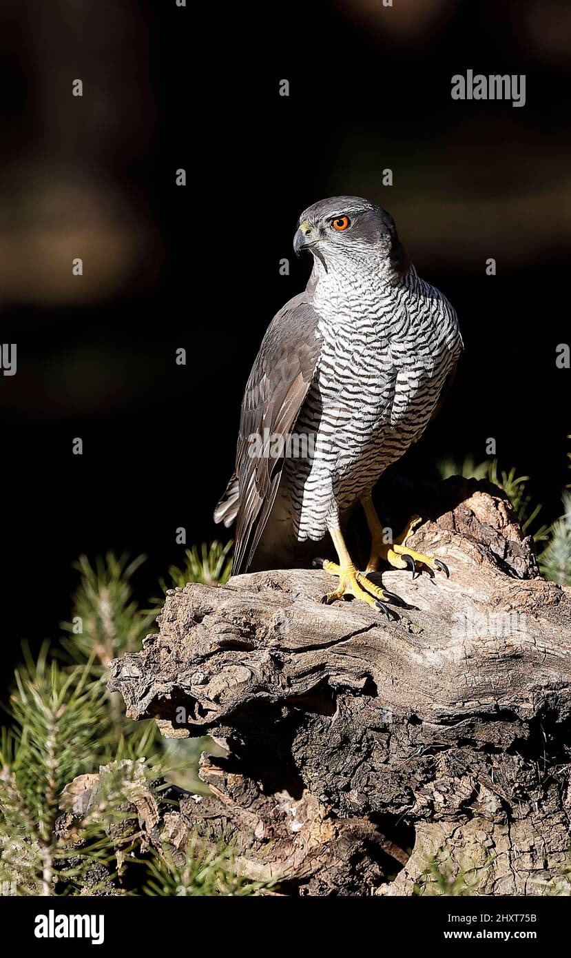 Nördlicher Goshawk (Accipiter gentilis), Salamanca, Castilla y Leon, Spanien Stockfoto