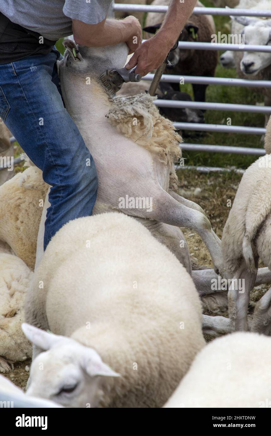 Eine Nahaufnahme eines Bauern, der ein Schaf im Corral scheren soll Stockfoto