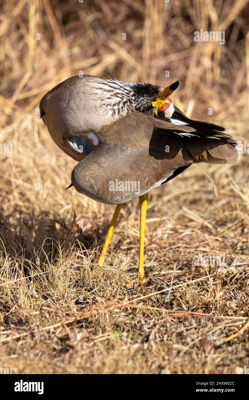 Afrikanisches Kiebitz-Aufsehen und Ausstellen von Karpallsporn, Kruger National Park Stockfoto