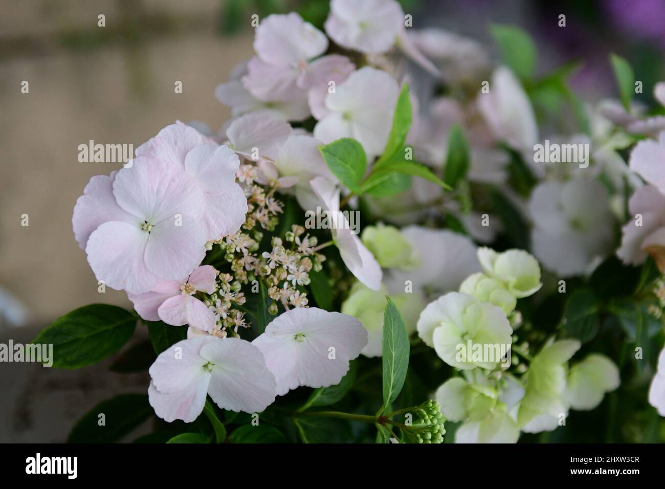 Nahaufnahme der hellrosa Blüten der Runaway Bride Hydrangea Stockfoto
