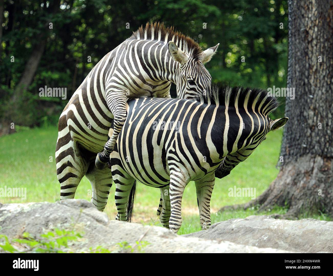 Allgemeine Ansicht der Zebra-Paarung von Grant im North Carolina Zoological Park in Asheboro, USA. Stockfoto