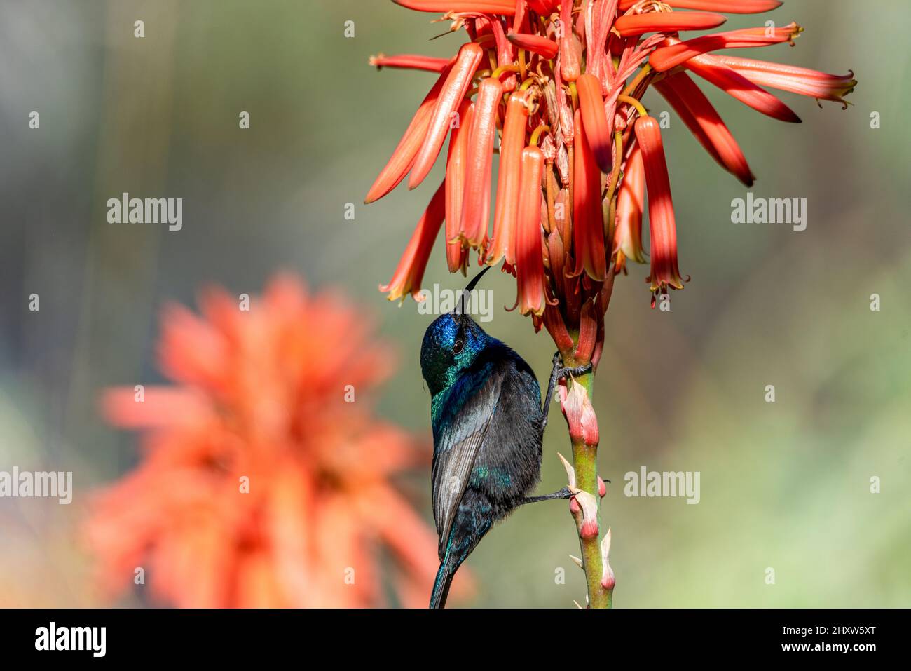 Der palästinensische Sonnenvögel (Cinnyris osea), Männchen, der sich von roten Blumen ernährt, Israel. Palästinensische Sonnenblumen Unterschied blühende Aloe Vera Stockfoto