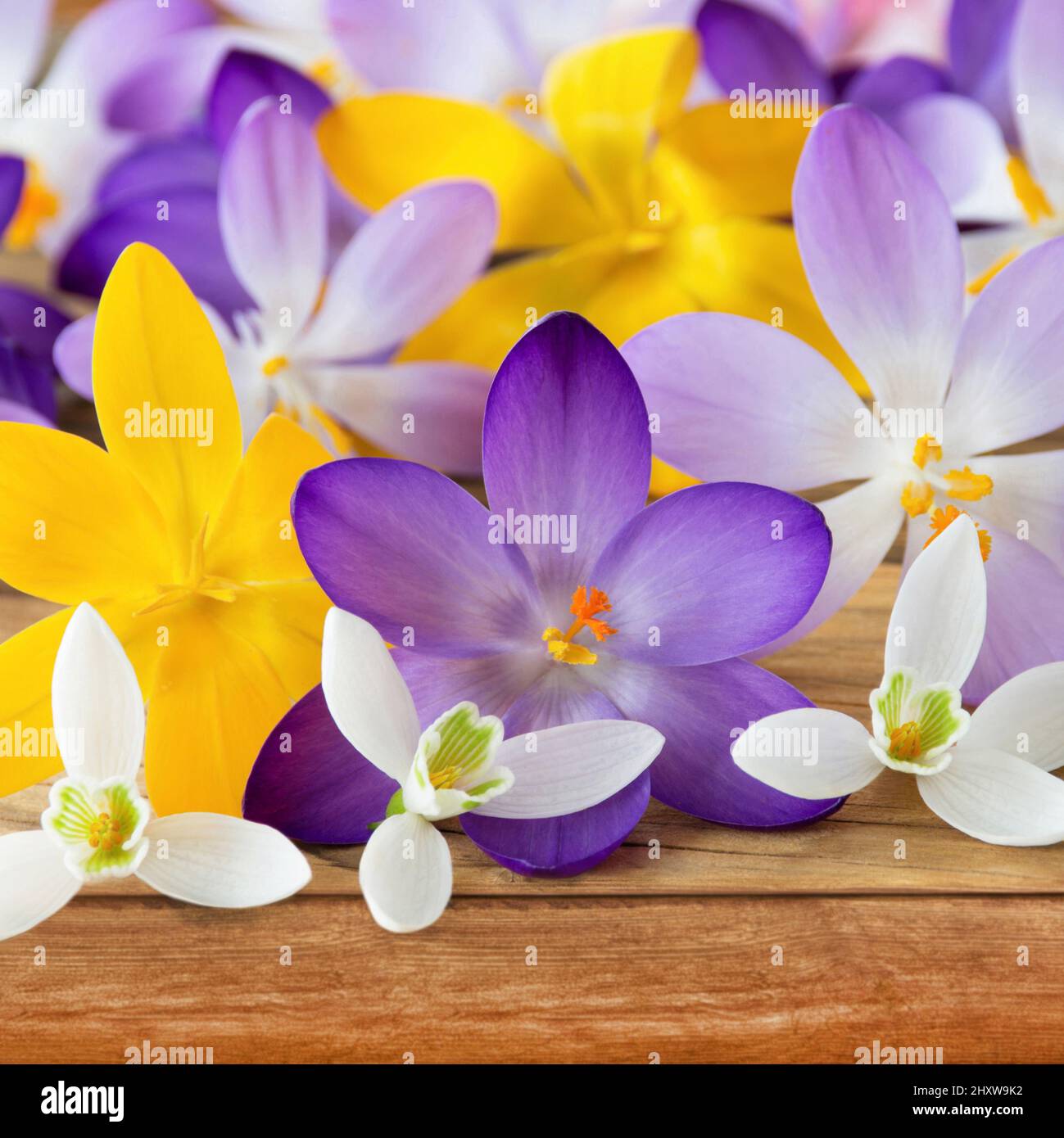 Krokus blüht und Schneeglöckchen blüht auf hölzernem Hintergrund Stockfoto