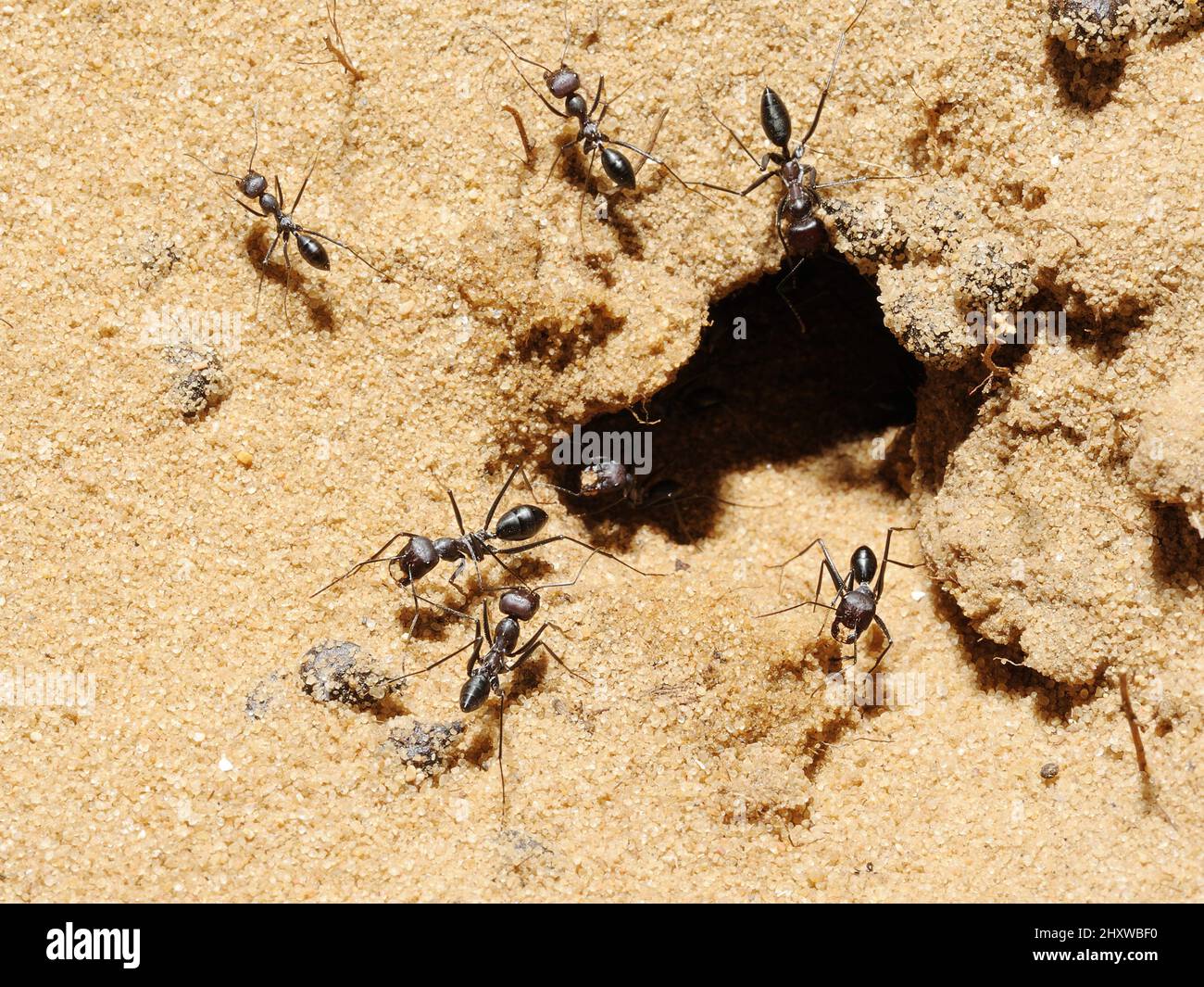 Nahaufnahme der Natur Israels - cataglyfis Ameisen Stockfoto