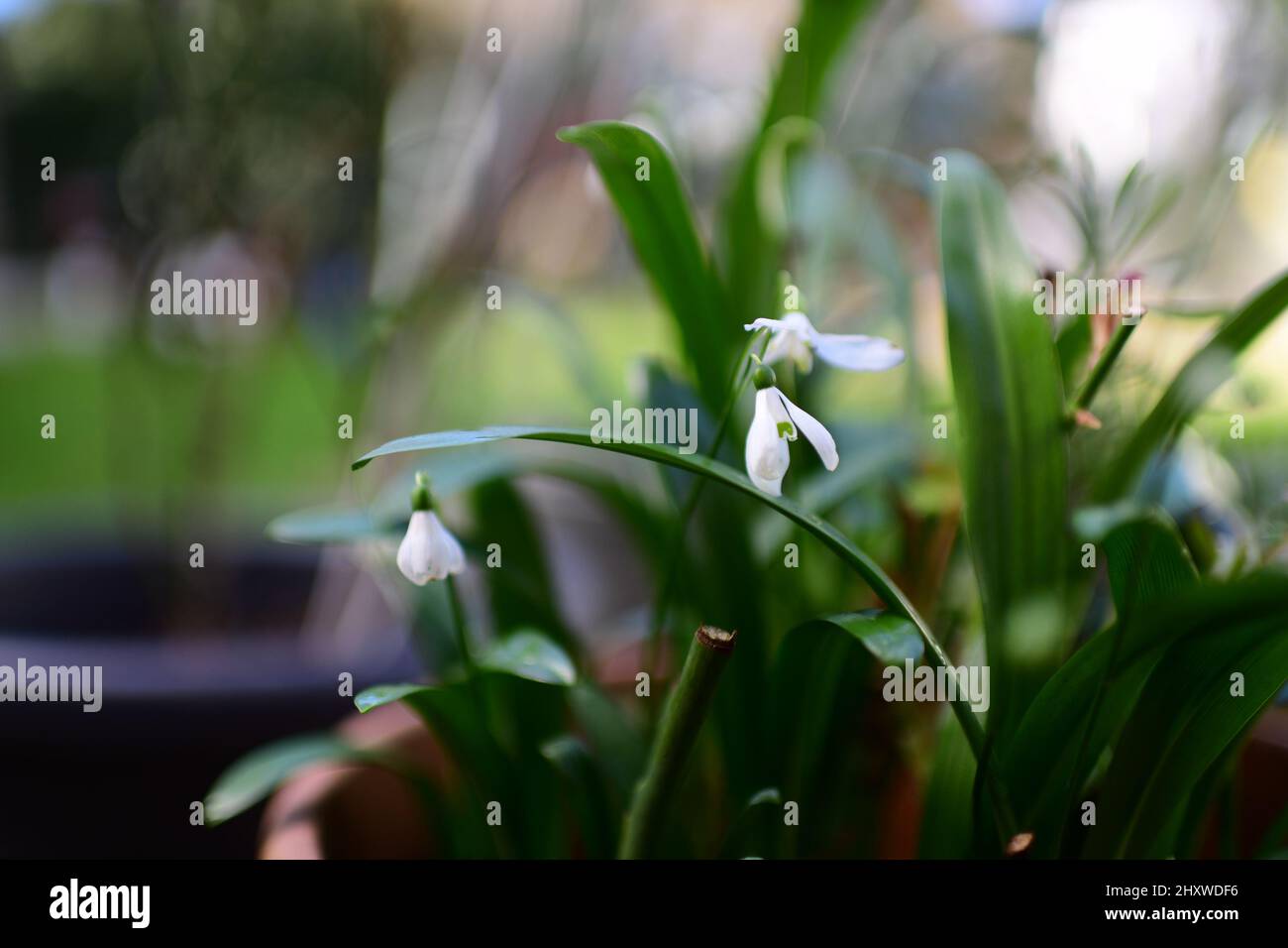 Shallow-Focus-Aufnahme der frühen Frühlingsblumen Stockfoto