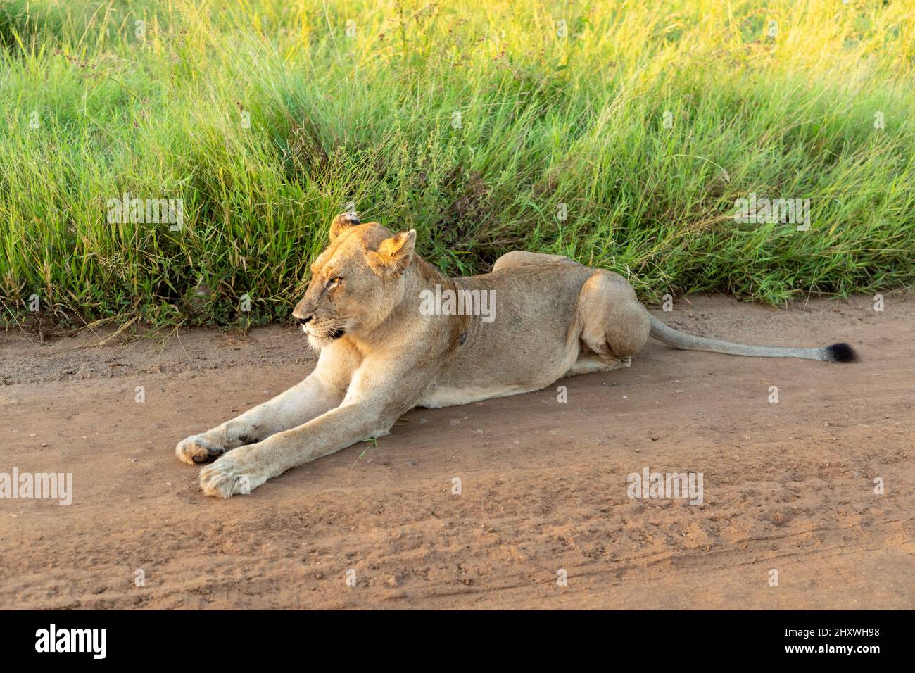 Löwin liegt auf einer Schotterstraße im südafrikanischen Buschveld. Stockfoto