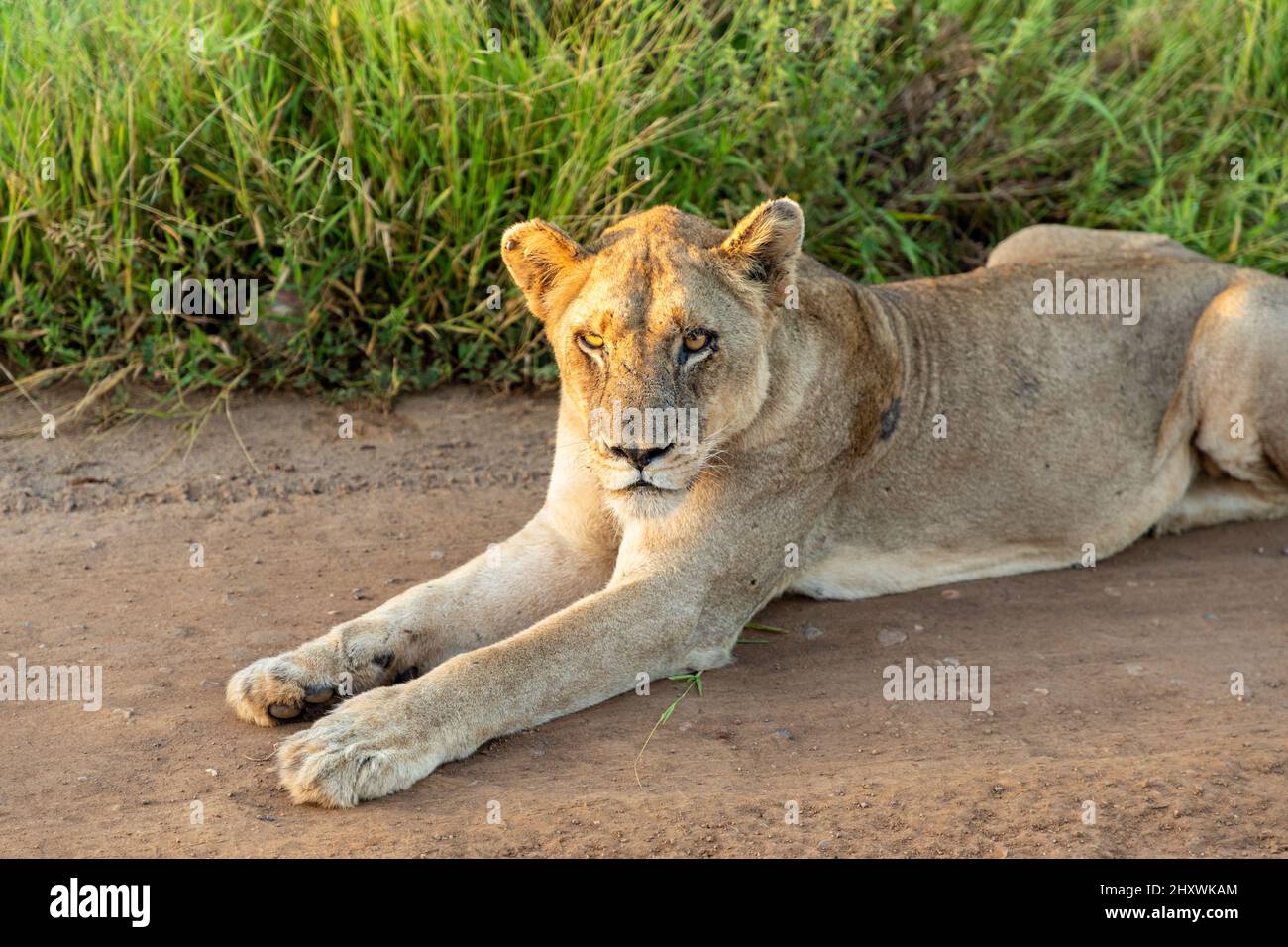 Die Aufnahme einer Löwin, die in der frühen Morgensonne auf einer Schotterstraße liegt. Krüger National Park, Südafrika Stockfoto