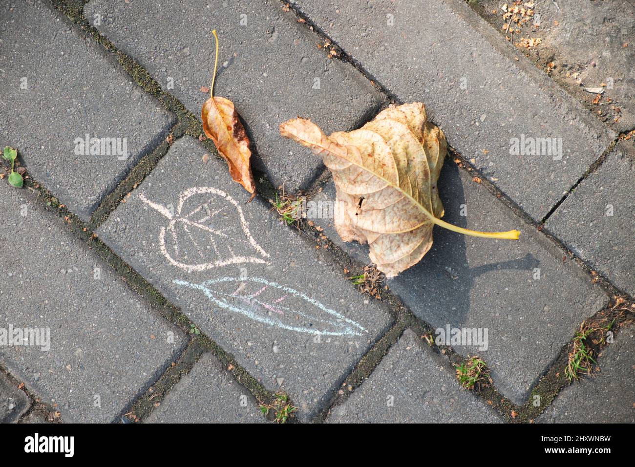 Trocken gefallene Blätter liegen auf dem Gehsteig in der Nähe der kalkgezeichneten Herbstblätter. Kinder zeichnen. Herbstkonzept. Stockfoto