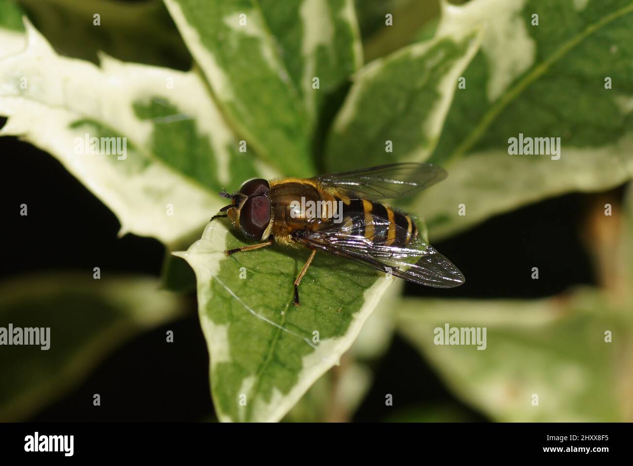 Männliche Schwebfliege, Syrphus torvus, Familienschwebfliegen (Syrphidae) auf verschwommenen Blättern des Strauches fals Stechpalme, Osmanthus heterophyllus goshiki. Holländischer Garten, Stockfoto