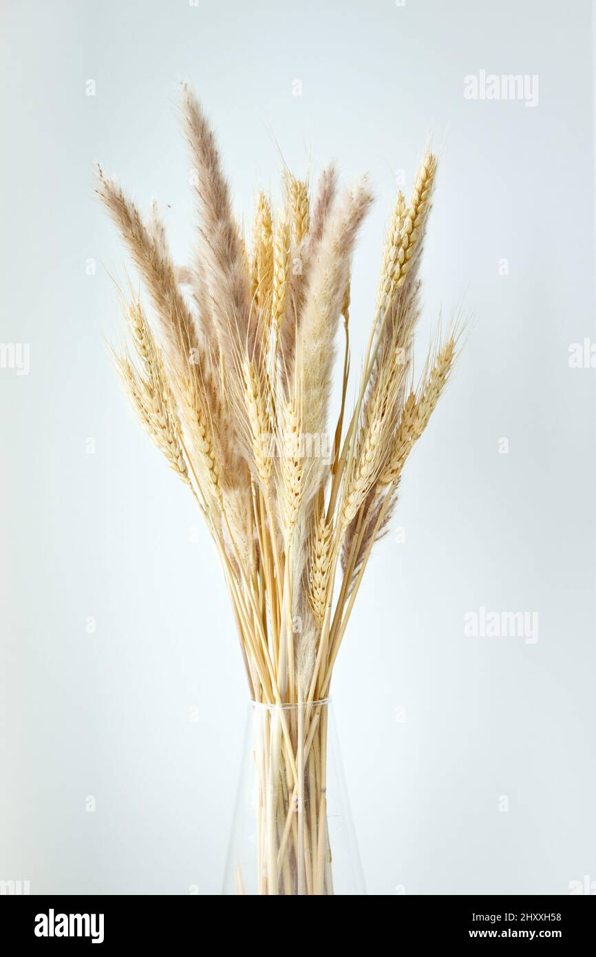 Stiele aus trockenem Weizen in durchsichtiger Glasvase auf weißem Hintergrund. Weizenspikeletts. Design und Einrichtung. Stockfoto