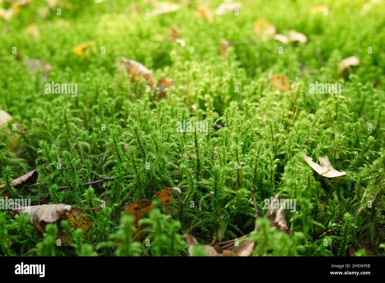 Nahaufnahme von frischem, grünem Moos im Wald. Hintergrund der Moosstruktur. Schönes Makrobild. Stockfoto