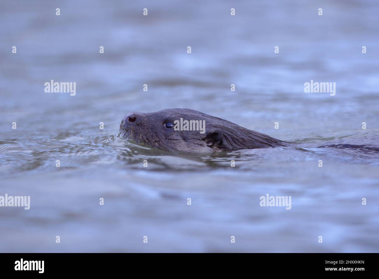 Der Eurasische Fischotter, auch Europäischer Fischotter, Eurasischen river Otter, gemeinsame Otter genannt, ist ein Säugetier semiaquatic in Eurasien. Stockfoto