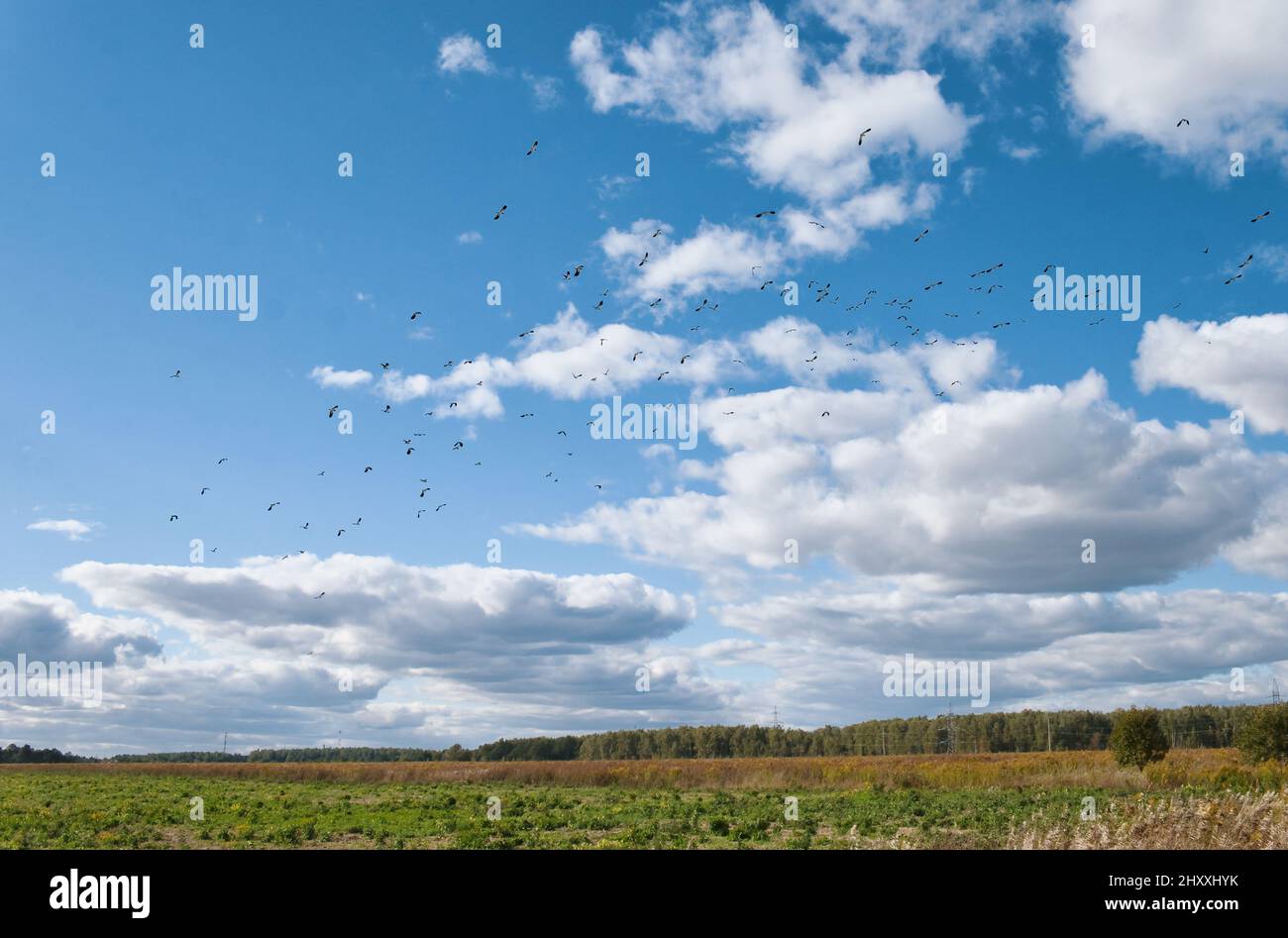 Große Vogelschar fliegt am Himmel mit Wolken über dem Feld an sonnigen Tagen. Vogelzug. Stockfoto