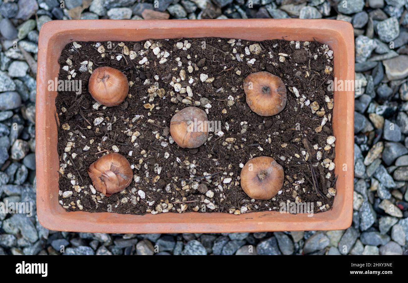Spring Bulbs In Terracotta Pot Stockfotos und -bilder Kaufen - Alamy