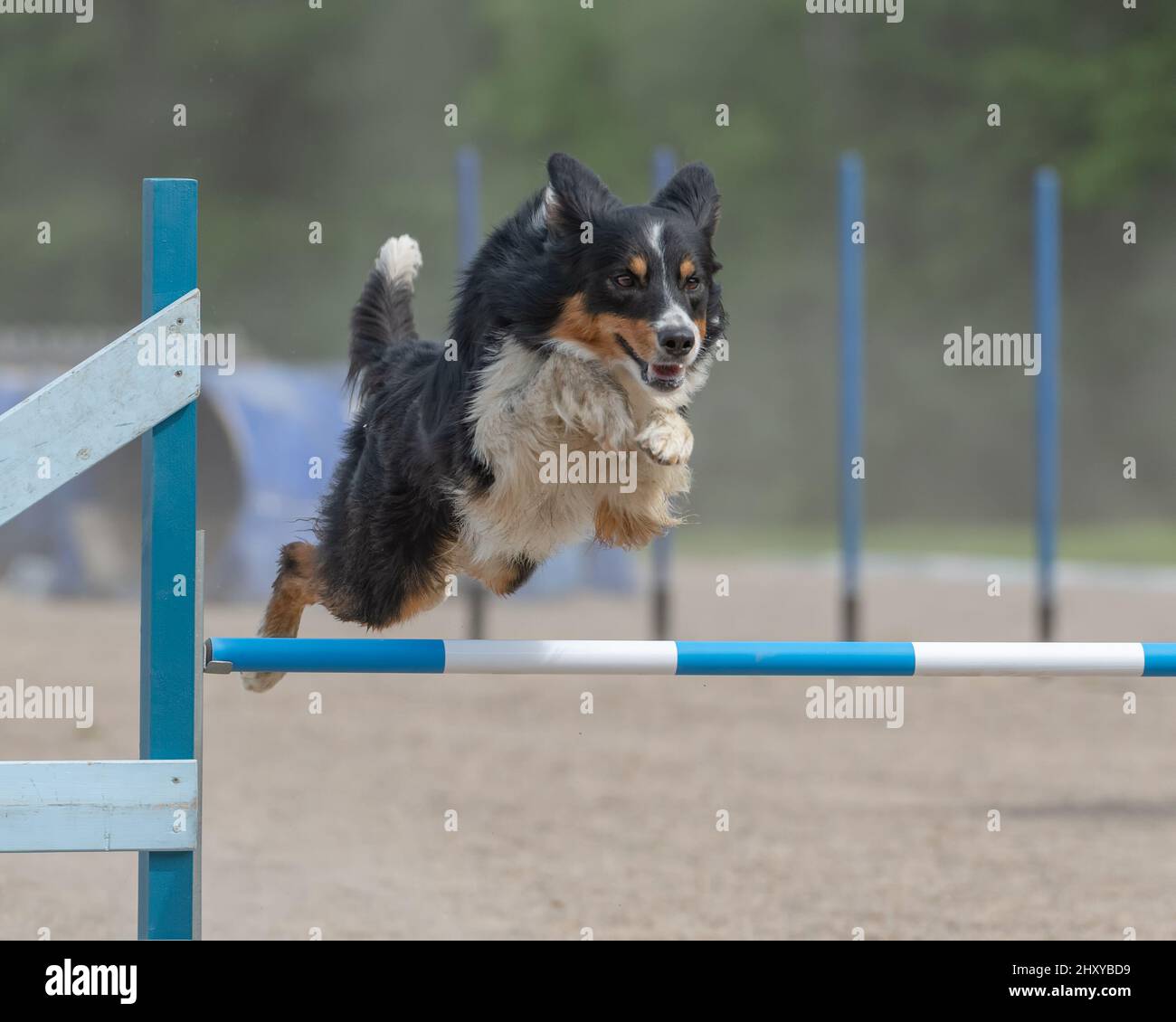 Der australische Schäferhund springt über eine Agilität-Hürde Stockfoto