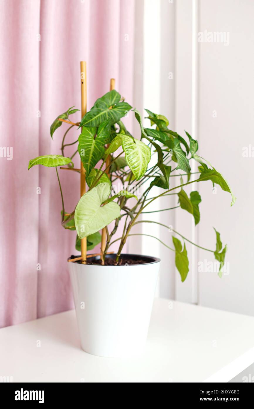 Topped Houseplant syngonium podophyllum auf dem Tisch, rosa Stoffvorhang mit Vorhängen. Luftreiniger. Pflanze Haus Inneneinrichtung. Bambusstütze. Stockfoto