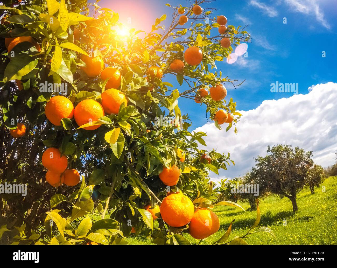 Fantastische Aussicht auf den Garten mit blauem Himmel. Mediterranes Klima. Insel Sizilien, Italien, Europa. Beauty Welt. Stockfoto