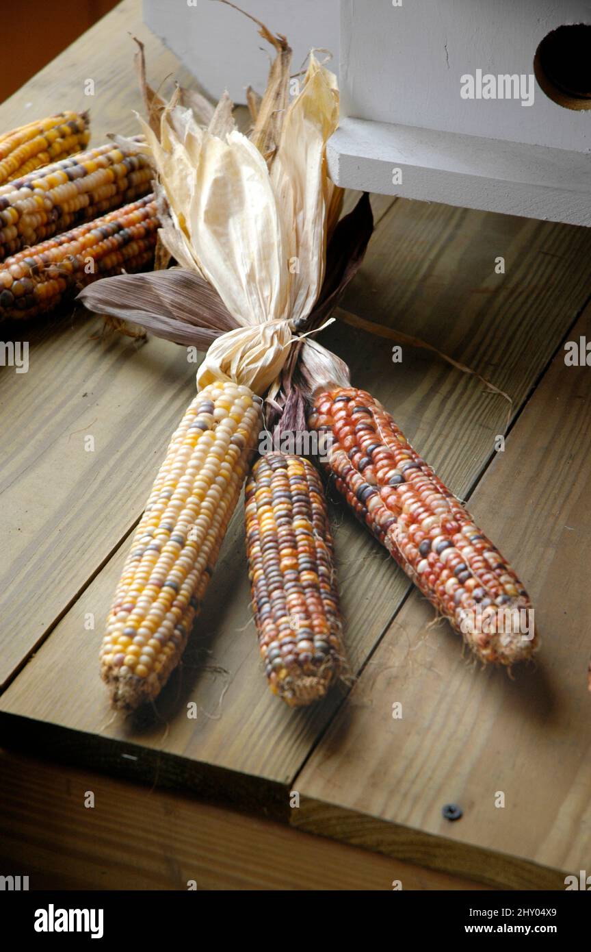 Indische Herbst Mais zu verkaufen als Dekoration für das Haus bei Festival Mal getrocknet Stockfoto