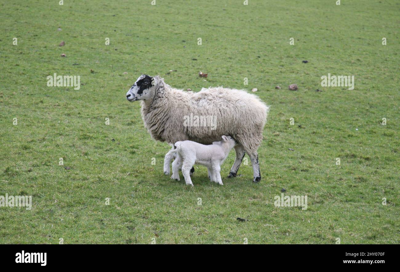 Fütterungszeit auf den Mooren Stockfoto