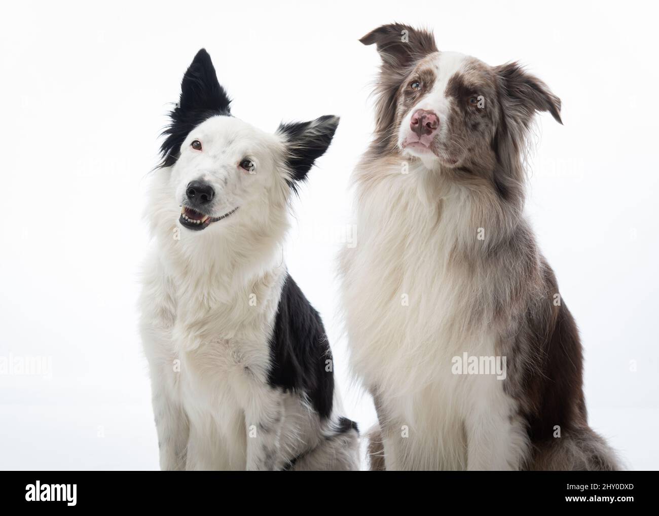 Hundefotografie in einem Tierfotostudio Stockfoto