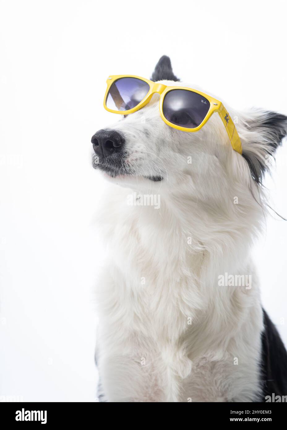 Hundefotografie in einem Tierfotostudio Stockfoto